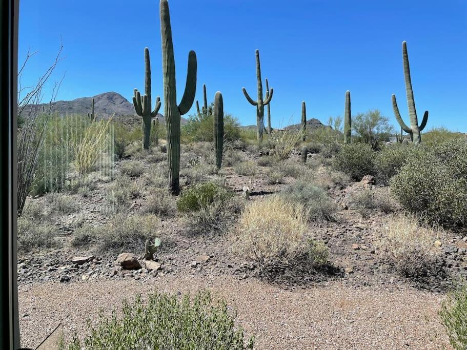 Tucson Mnt Foothills Saguaro Bliss Villa Kültér fotó