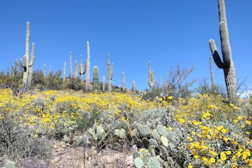 Tucson Mnt Foothills Saguaro Bliss Villa Kültér fotó